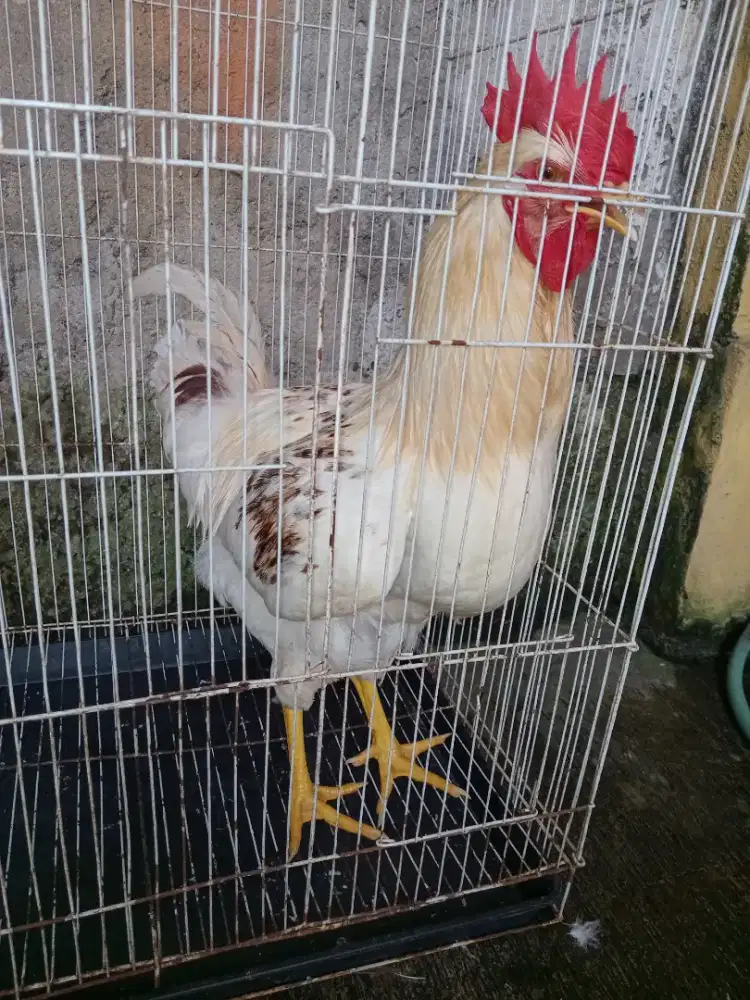 Ayam jantan broiler