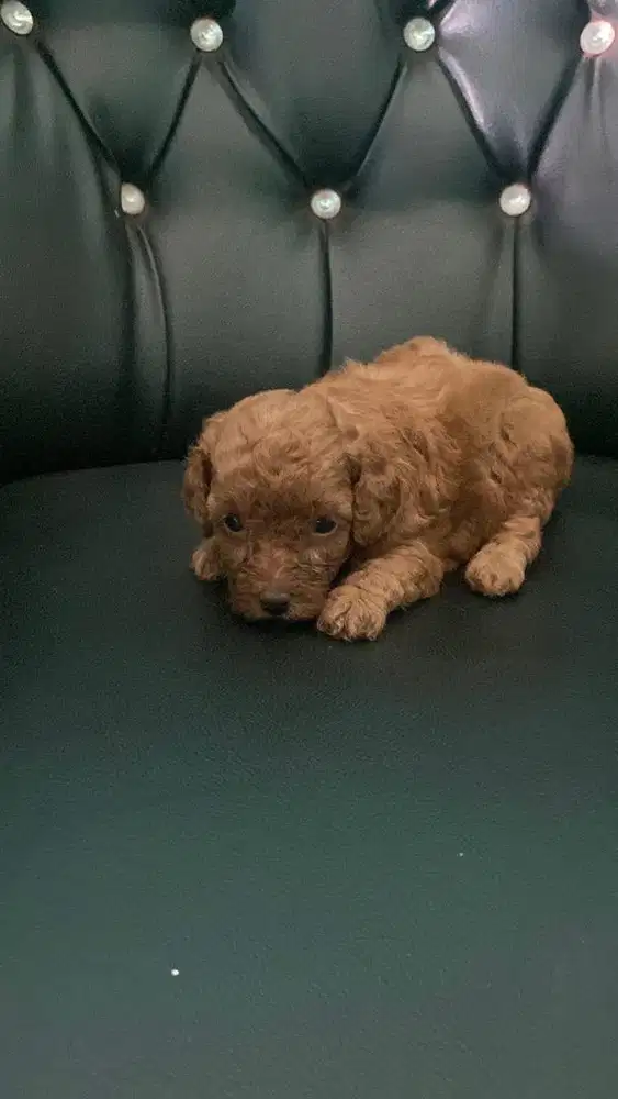 Red Tiny poodle