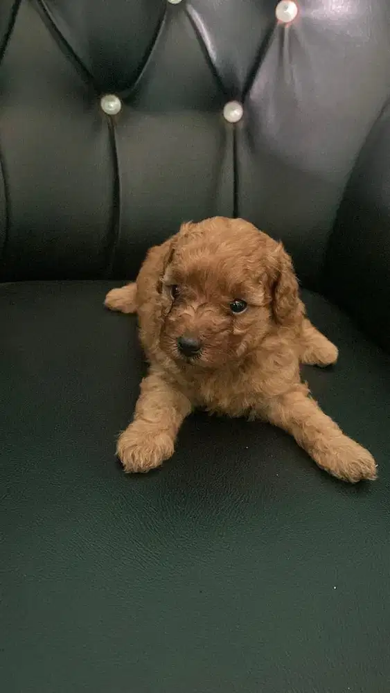 Red Toy poodle pure