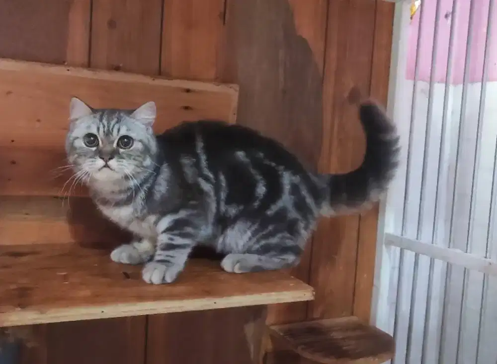 Kucing kitten bsh mix scottish straight jantan