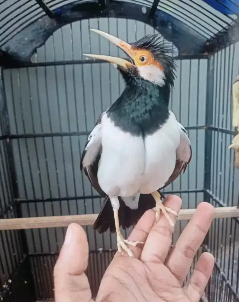 Burung jalak suren gacor