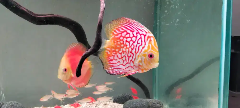 Ikan discus size 2.8 dan 4inc sepaket