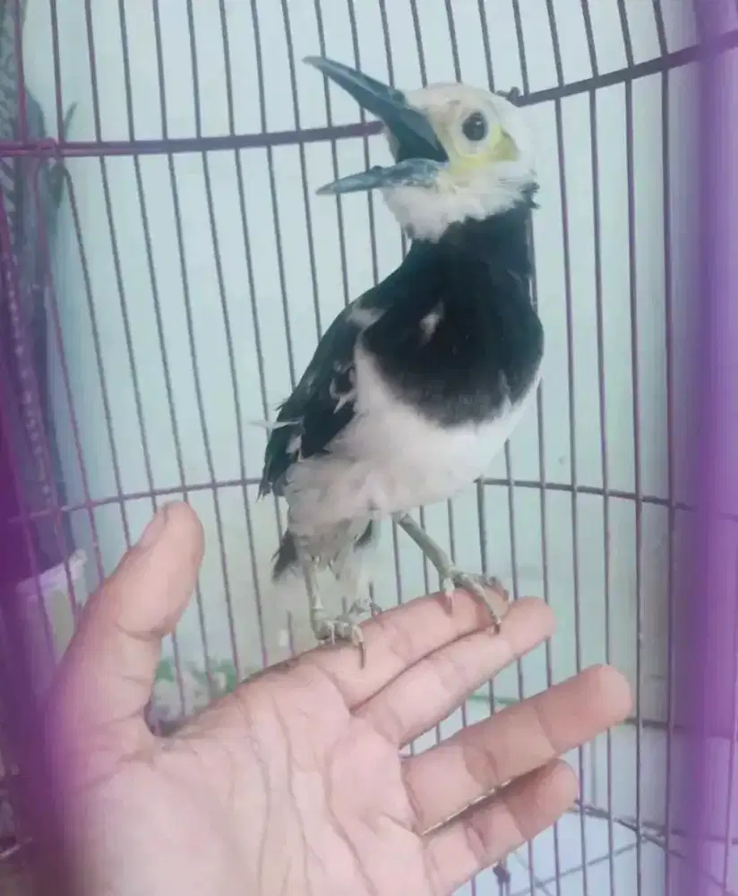 Burung jalak hongkong gacor