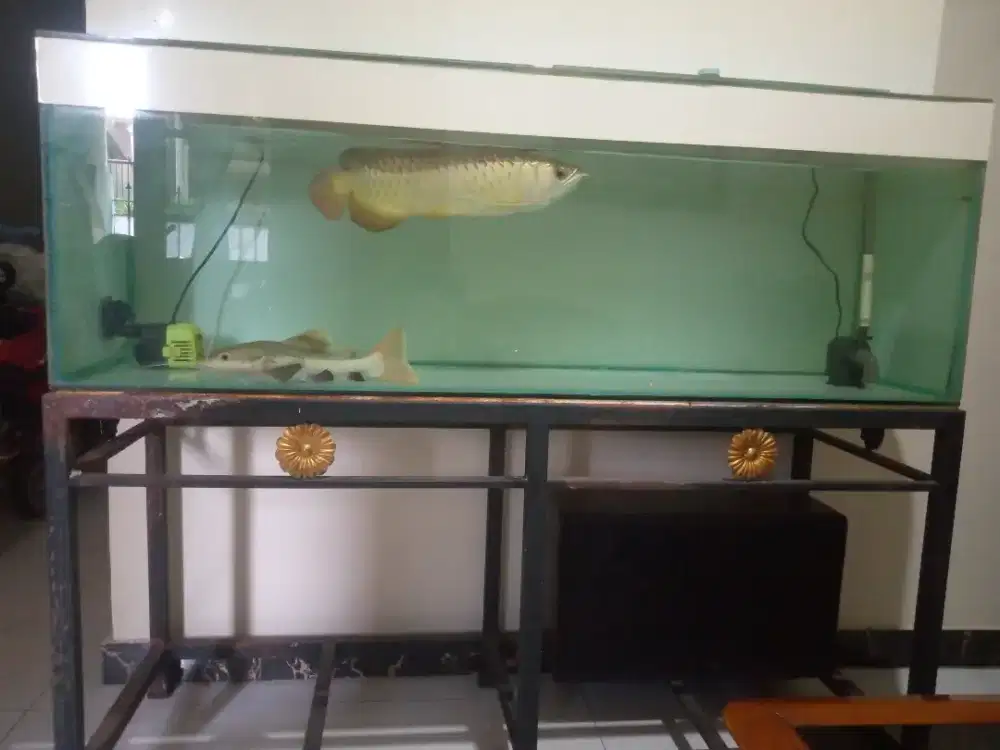 Di jual ikan arwana