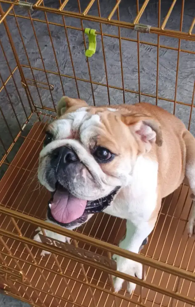 English Bulldog MALE