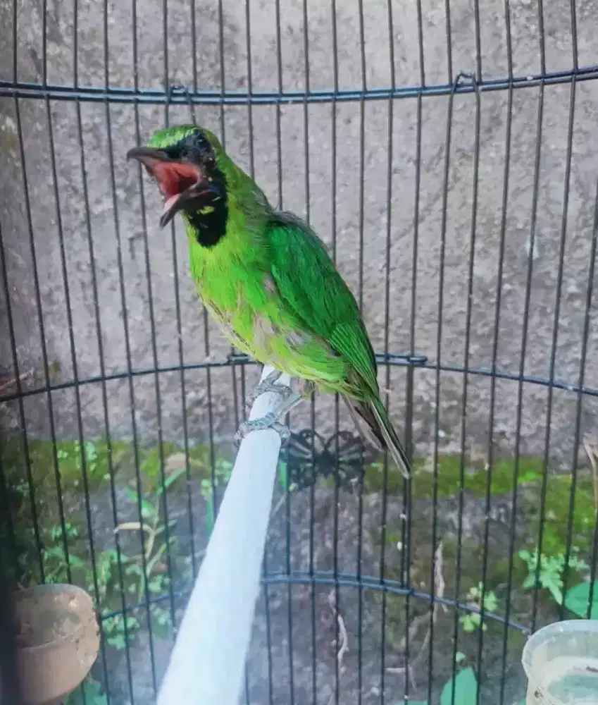 Superbig banyuwangi Muda hutan