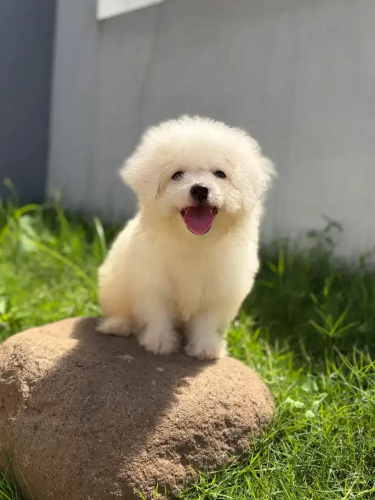 Bichon jantan kosongan pure