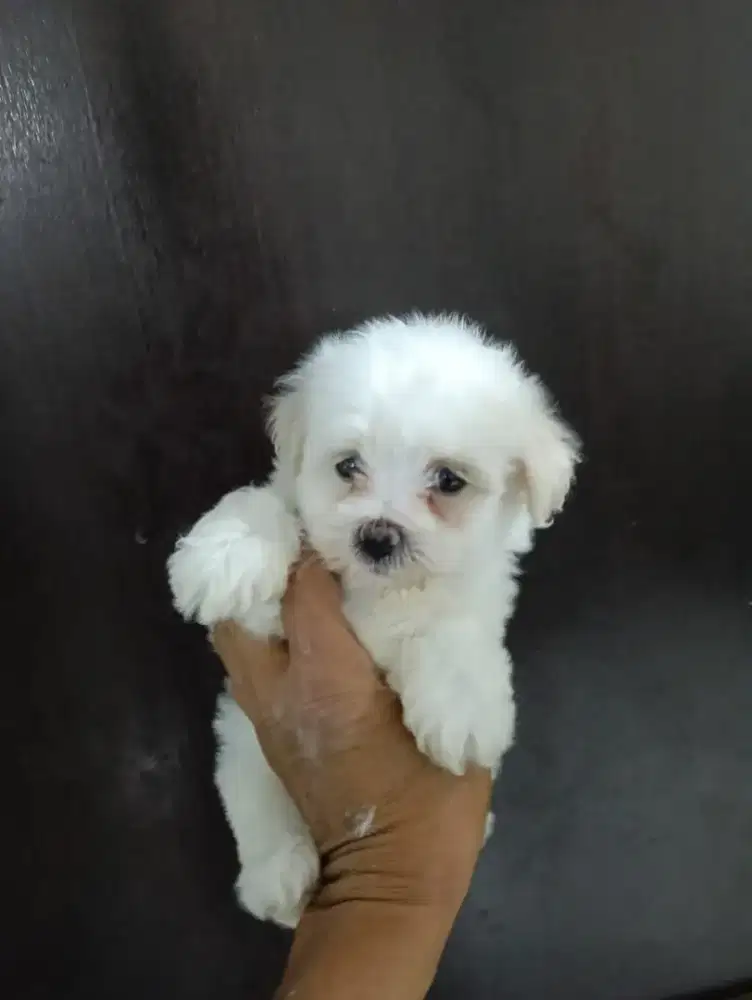 Maltipoo maltese poodle