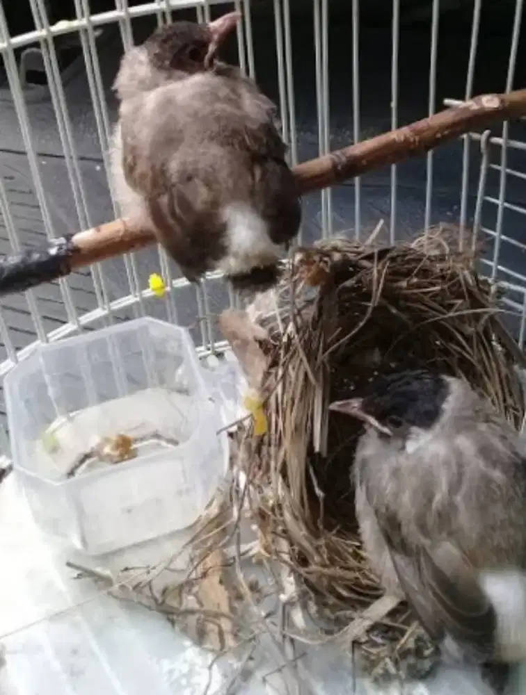 anak kutilang susu 2 ekor harga pas 100.000,surien banda aceh