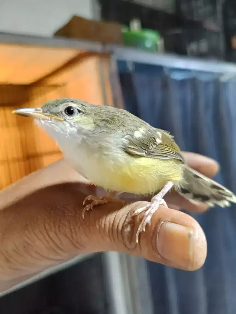 Anakan burung ciblek semi jantan