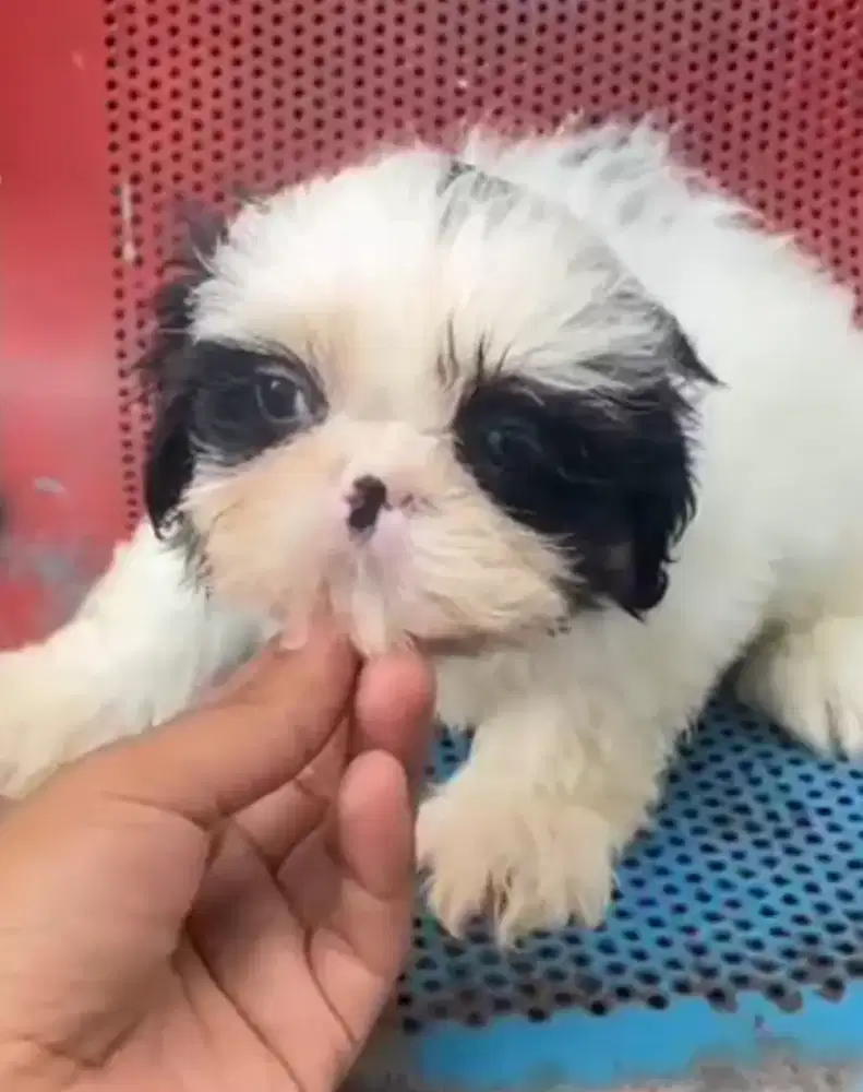 Anjing Shihtzu sitsu shitsu