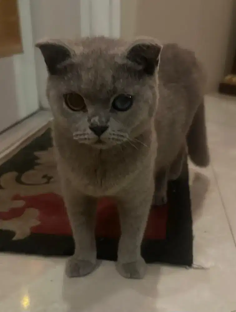 Kucing BSH Jantan dan Betina