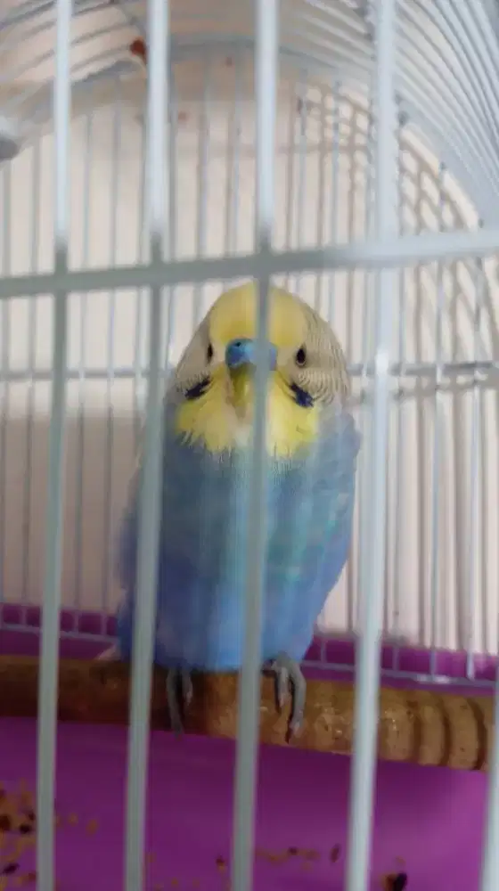 Burung parkit burjq jinak