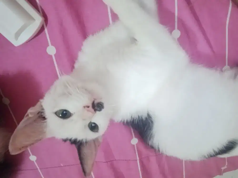 Maaf saya cewek 26thn lg cari krja