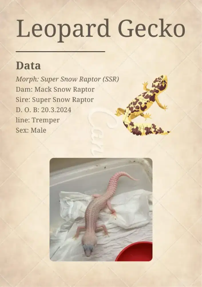 OPEN SALE LEOPARD GECKO SSR (SUPER SNOW RAPTOR)