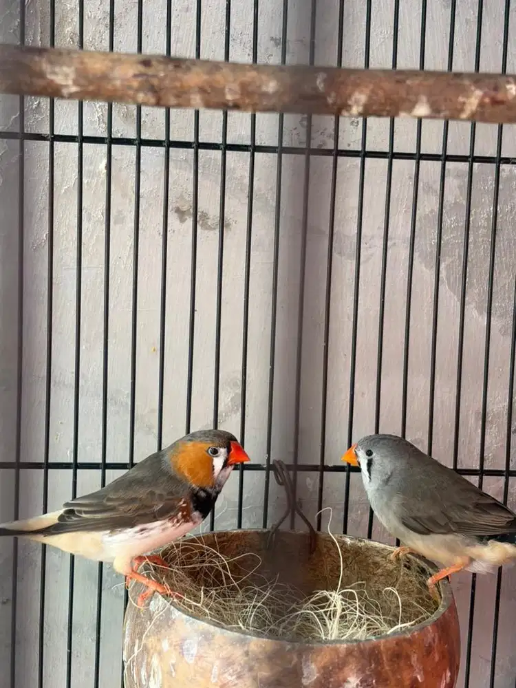 Borongan Burung hias Zebra finch Aussy