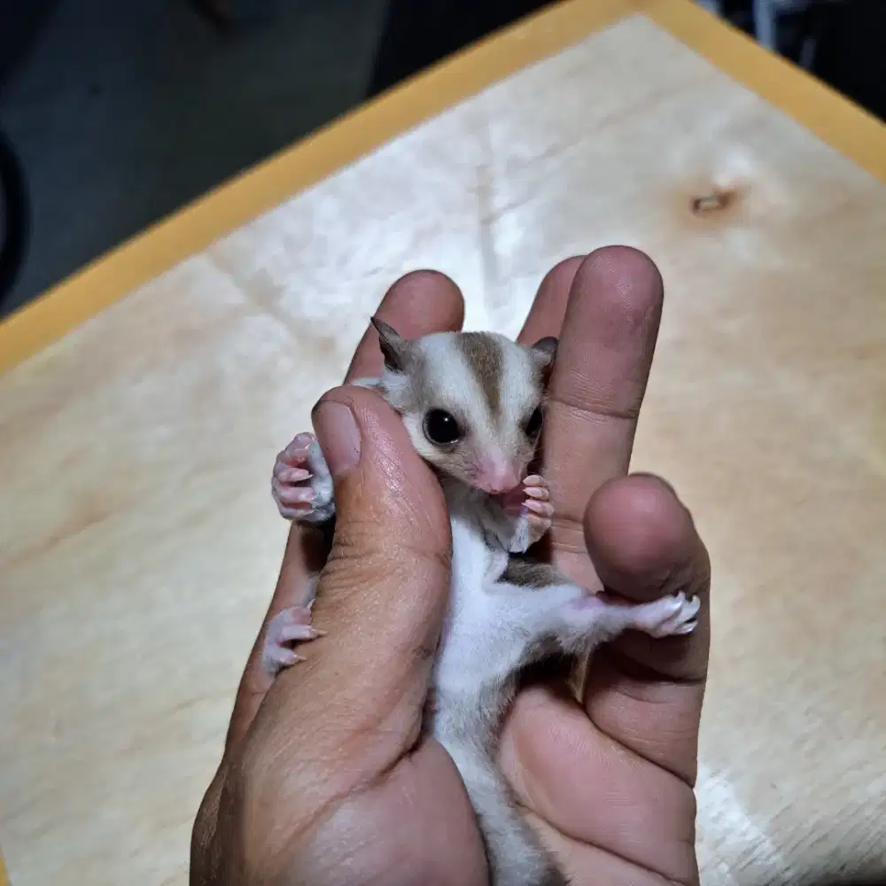 Sugar Glider Caramel Joey Jantan