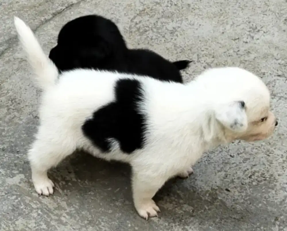 Doggy 1 bulan - Mix breed Kintamani