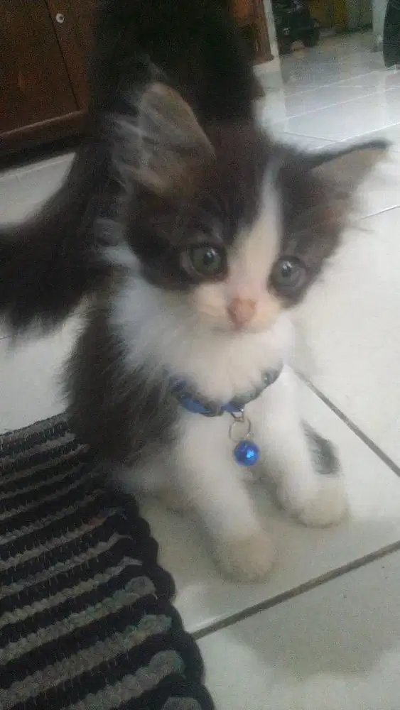 Kitten mixdome jantan