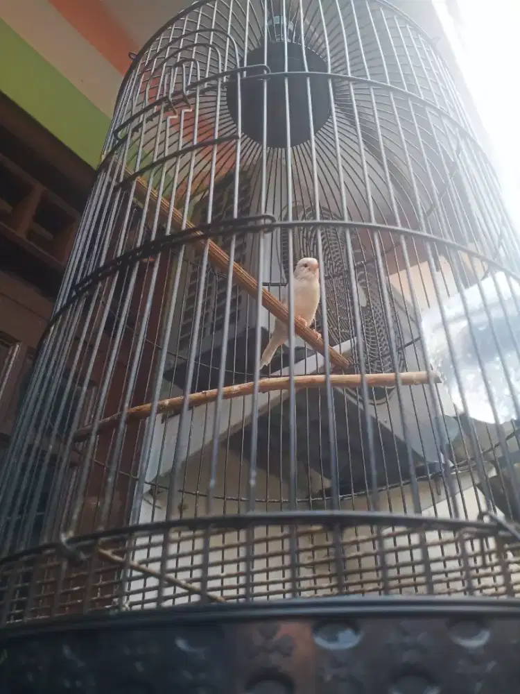 Burung kenari mulus sehat jaminan100% jantan