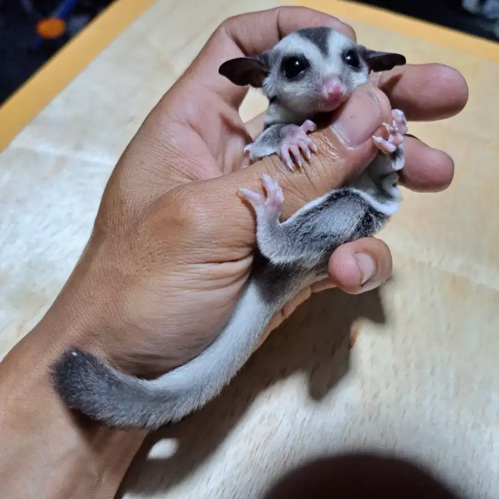 Sugar Glider Classic Grey Het Caramel Joey Betina