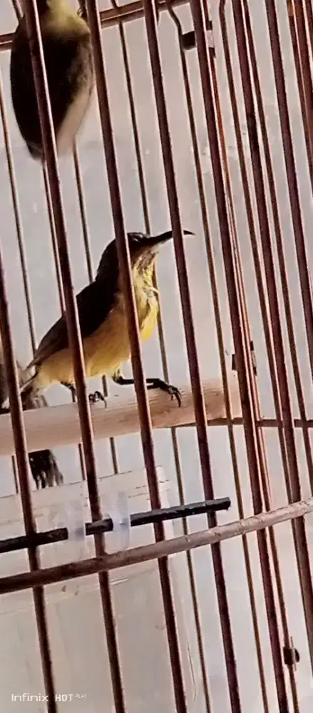 burcil  bahan paud jantan