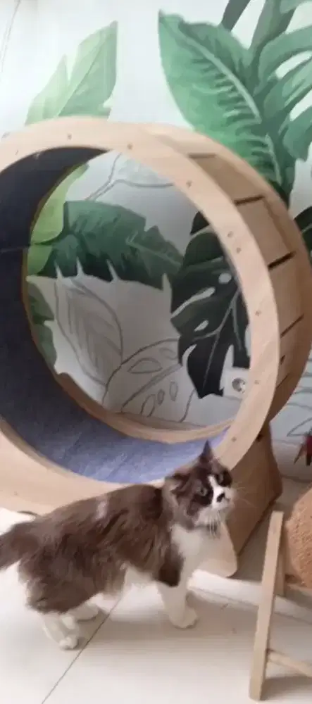 Kucing persia midoll