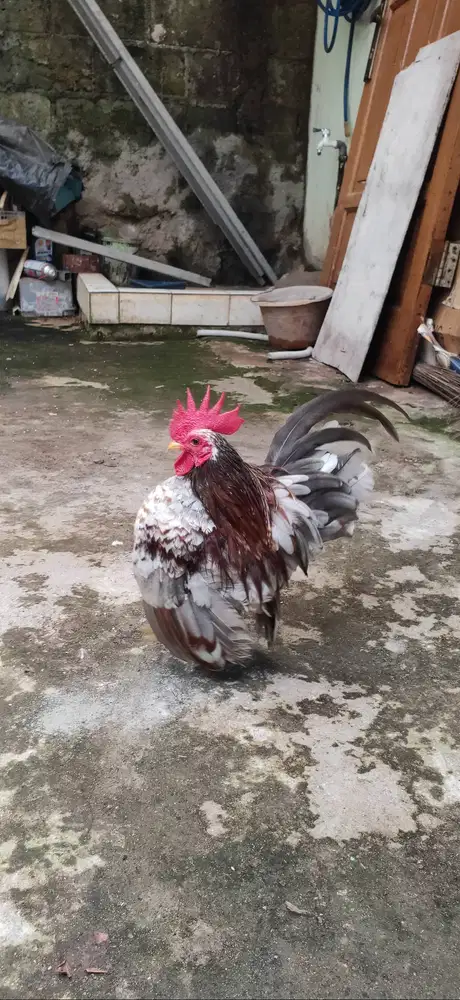 Jual Ayam Serama Murah Bosan Warna Antik