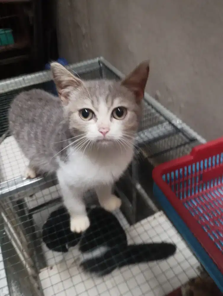 Kitten BSH Ready to adop