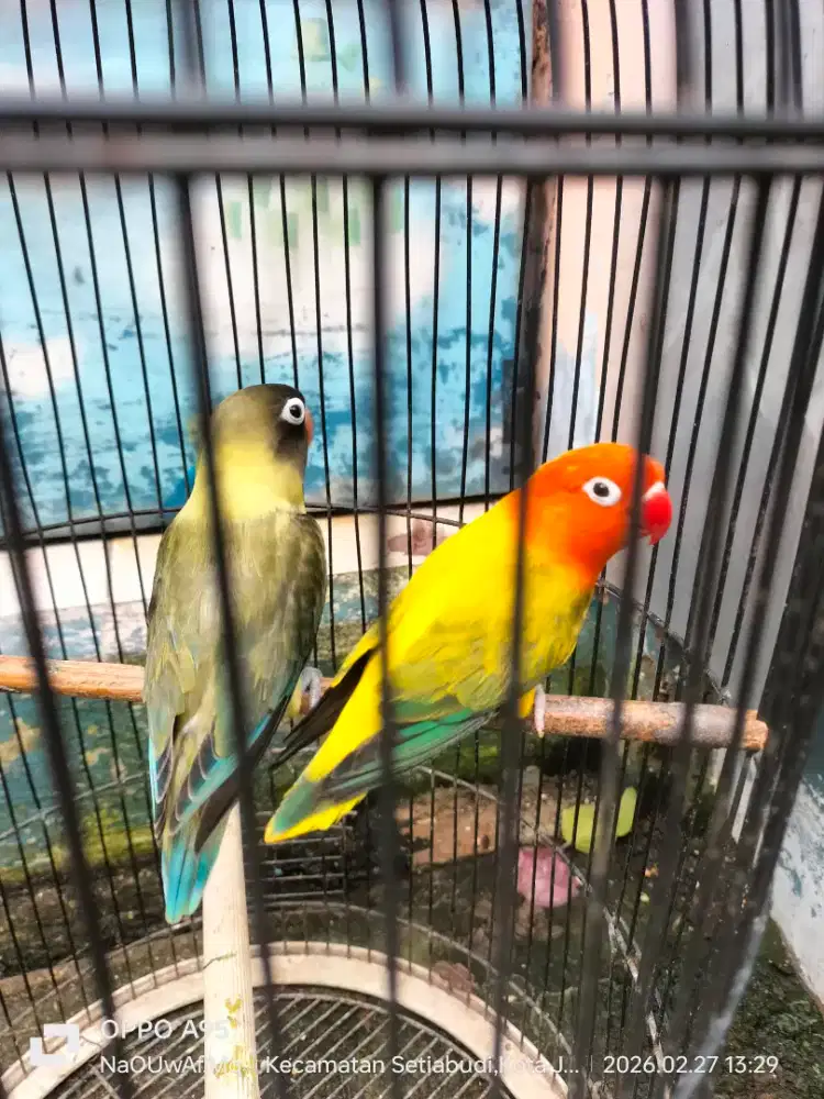 Burung Lovebird pasangan produksi