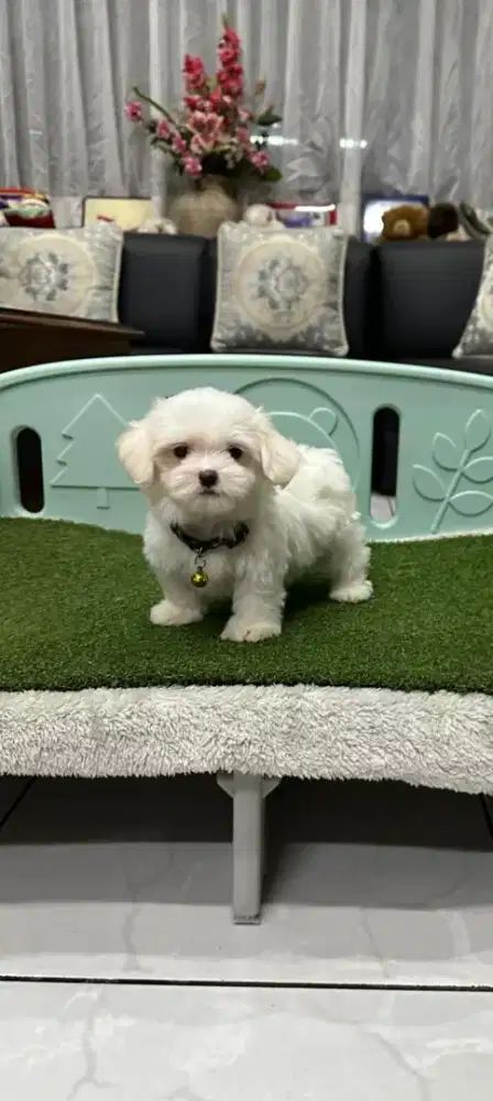 Maltese jantan  cakep