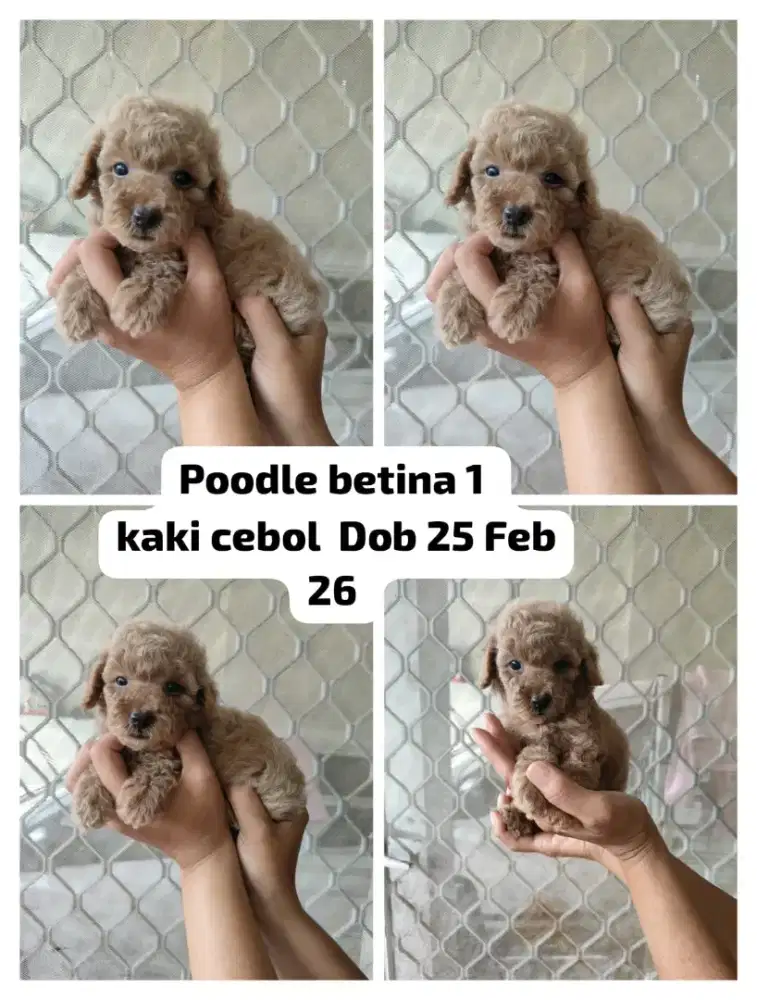 Jual toy poodle jantan dan betina