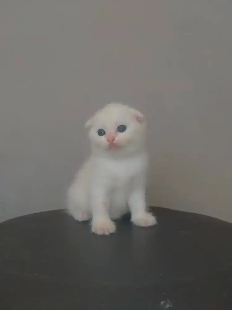 Scottish fold betina