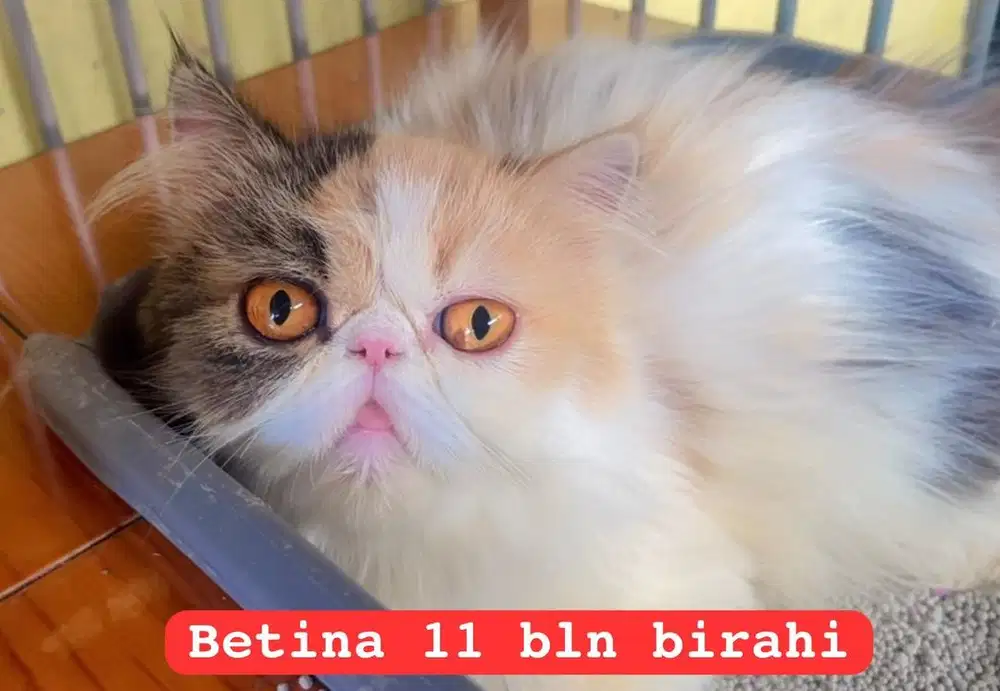 Kucing peacnose persia long hair