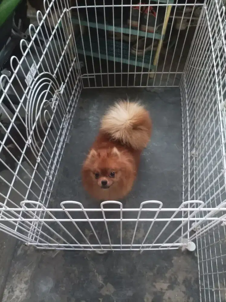 Minipom betina indukan
