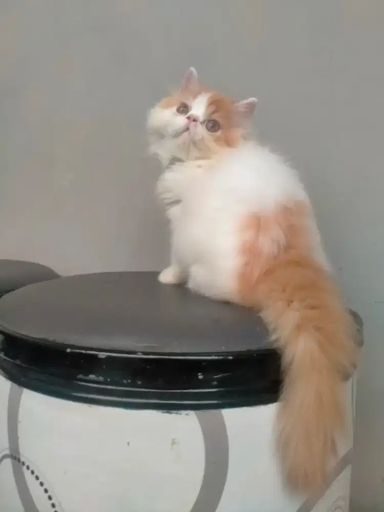 Persia peaknose betina