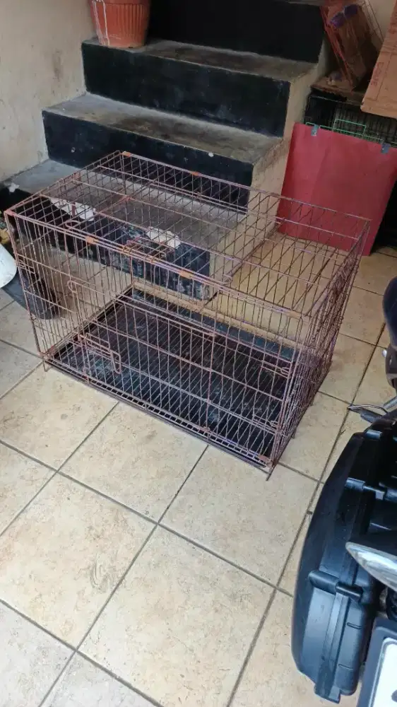 Kandang kotak 75