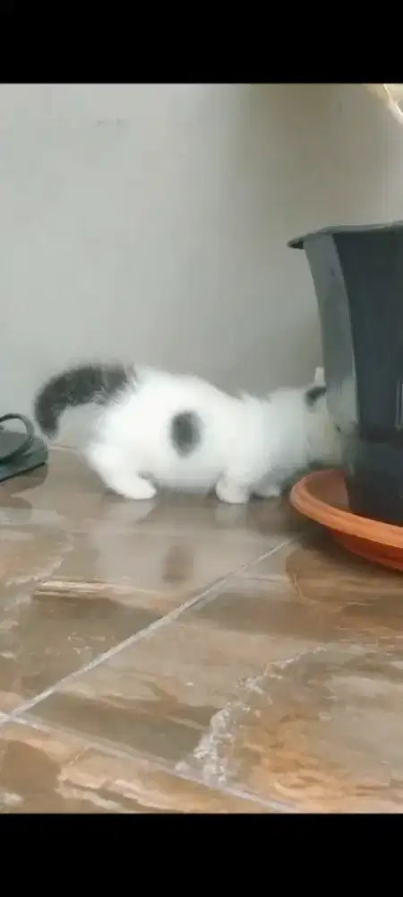 Kucing Munchkin jantan