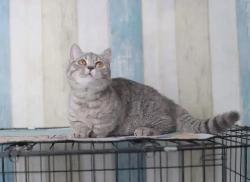 Kucing munchkin british shorthair betina kitten