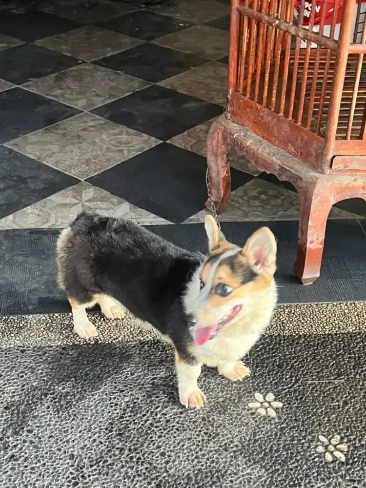Anakan corgi jantan, umur 9 bln.