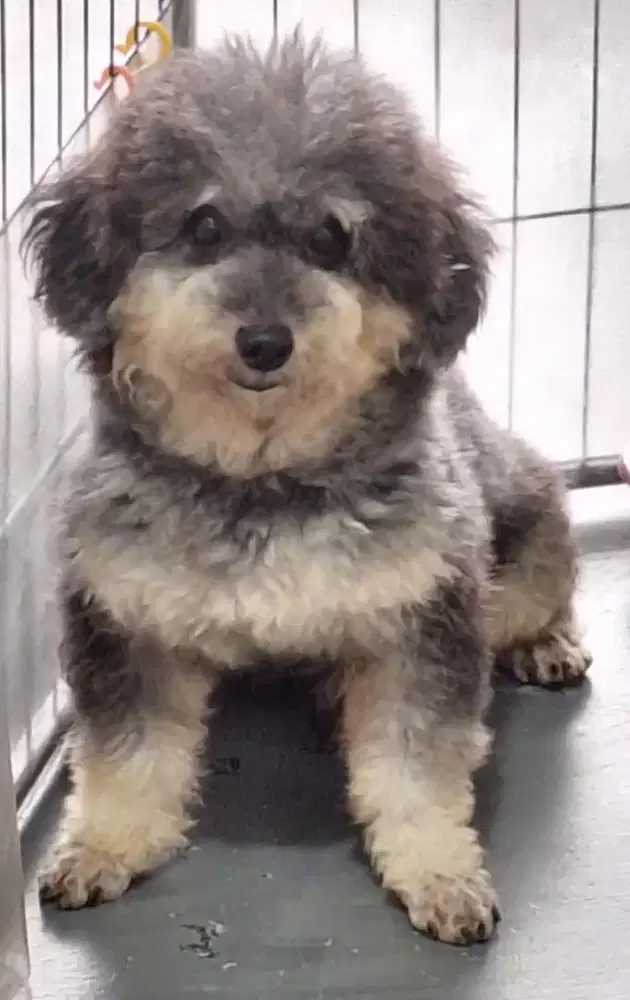 Toy poodle pendek 20cm stb warna bagus