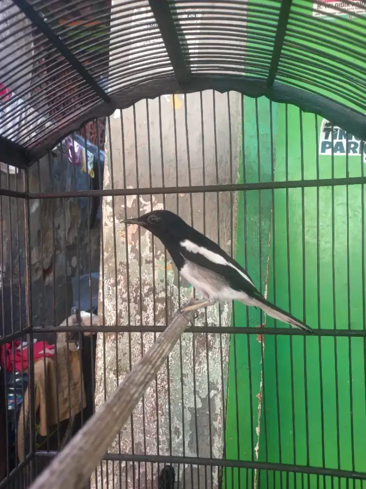 Kacer Daput Nyisik Tipis