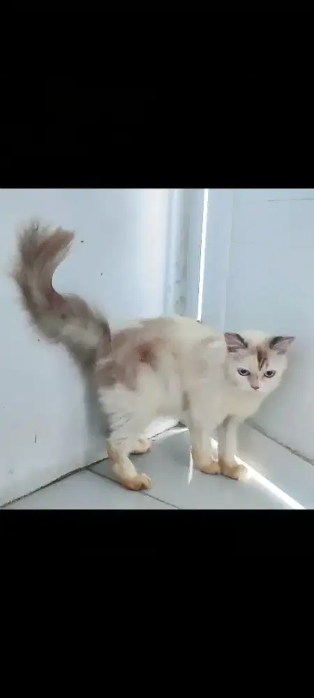 Kucing Persia Betina Himalaya mata Biru