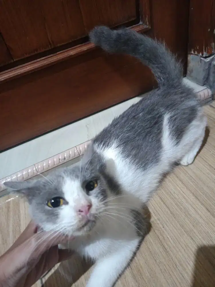 Lepas adopsi indukan & Kitten British short hair