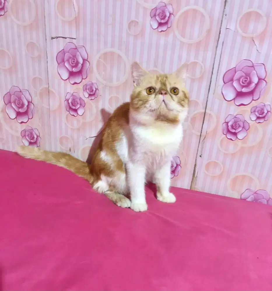 Kucing Peaknose Jantan Exotic Bicolour