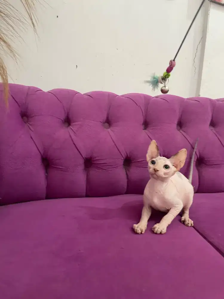 Kucing sphynx spink spinx