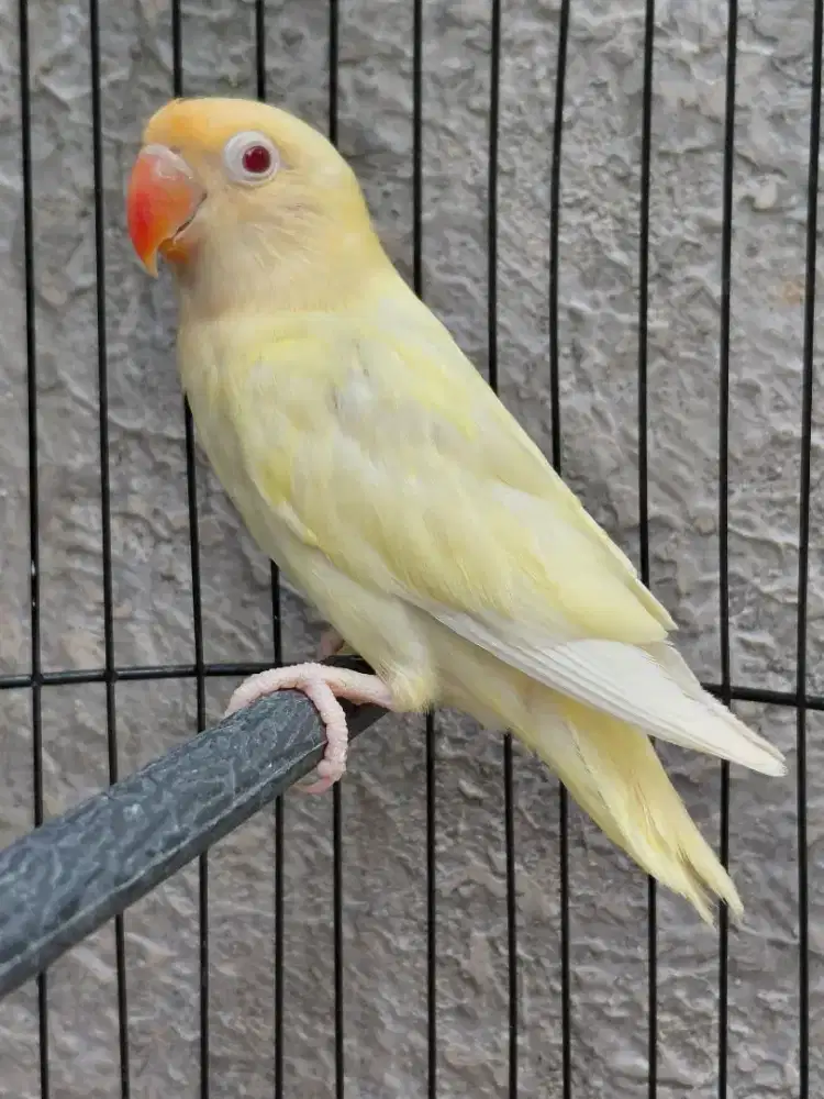 Lovebird Biola Pb Cremino Mata Merah