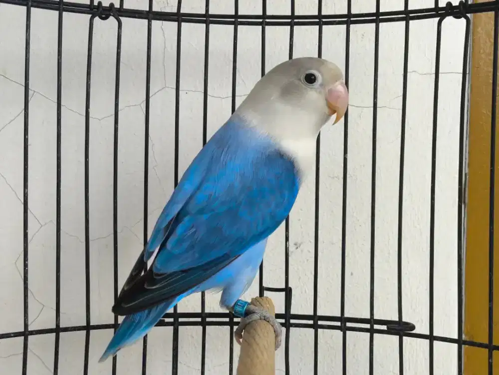 Lovebird Biola Blue