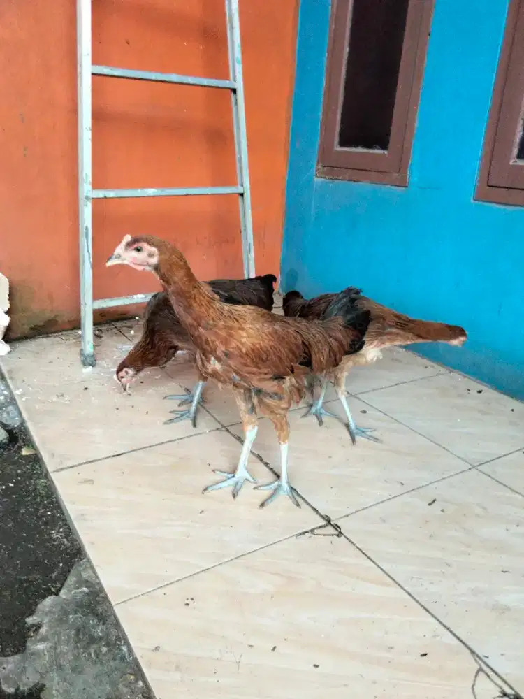 Ayam pelung betina super jumbo.
