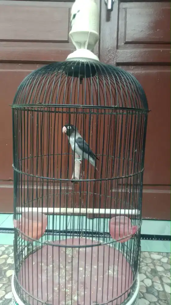 Lovebird Batman Pala item tebal